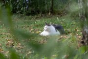 Merlin im Garten, 22.9.2019