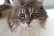 Simons cat, 13.10.2019