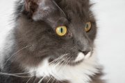 Simons cat, 13.10.2019