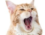 Simons cat, 13.10.2019