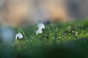 Spring is coming 17.2.2019