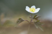 Buschröschen, 7.4.2019