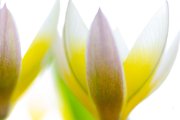 Vorgarten, 20.4.2019
