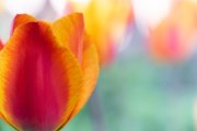 Tulpen, 20.4.2019