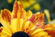 Herbstfarben